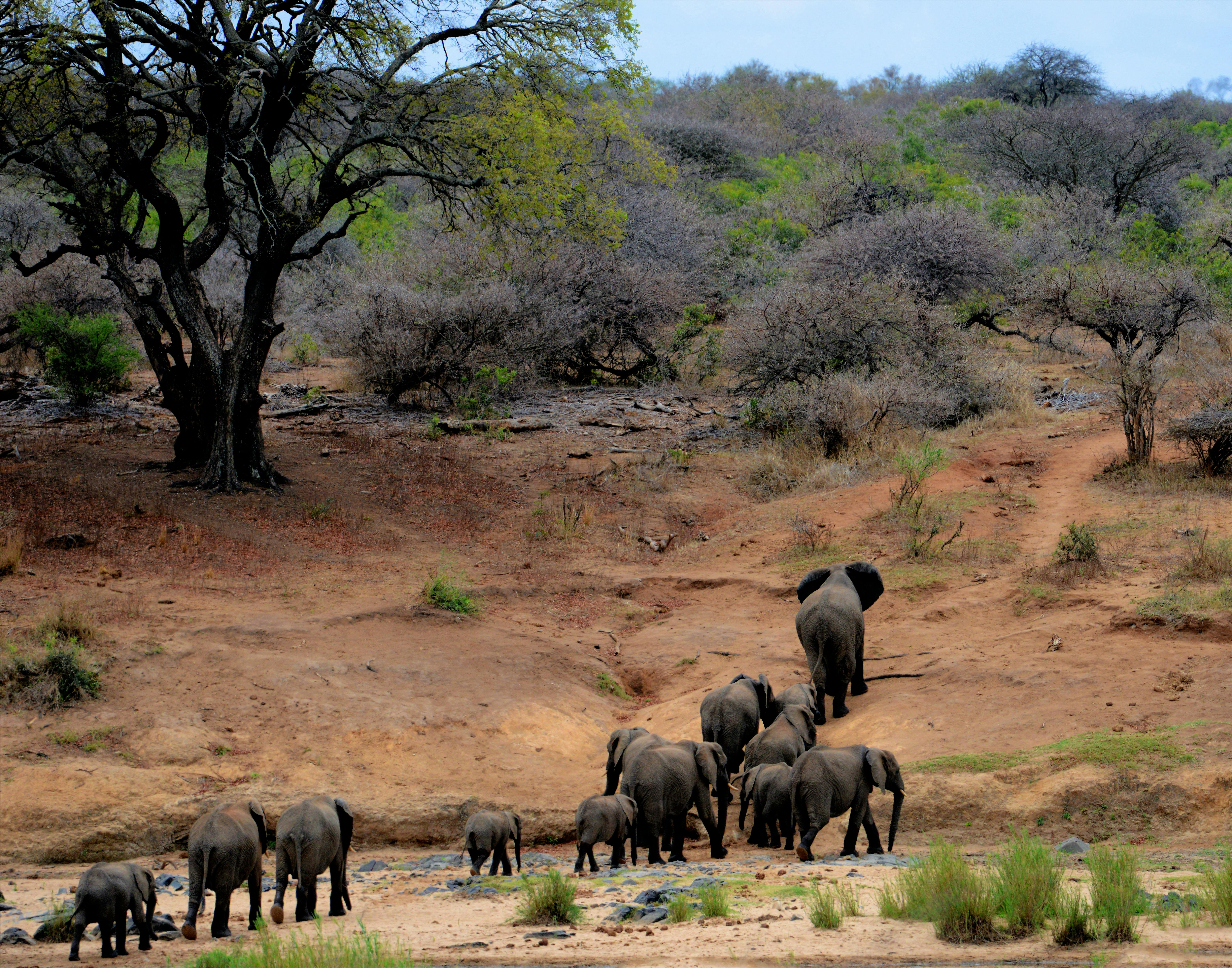 Kruger